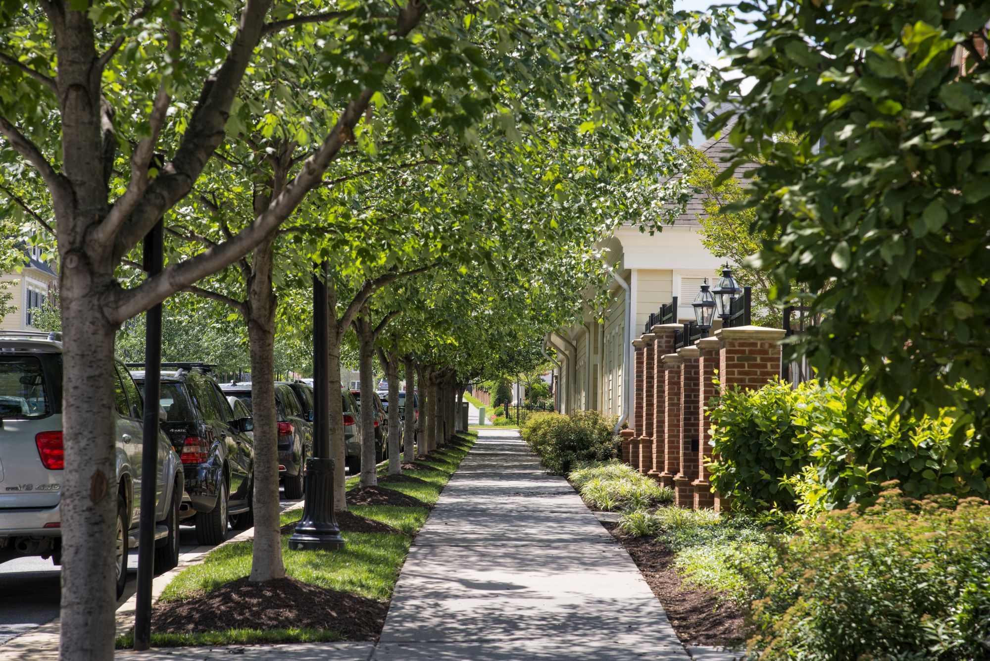 Tree-lined sidewalk with parked cars and greenery on either side.