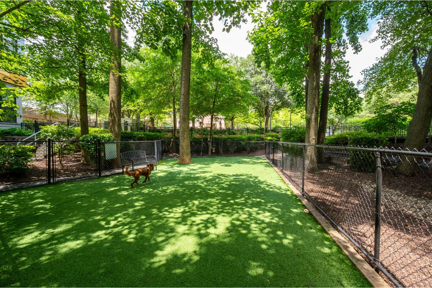 dog park